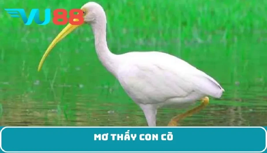 VU88 Mơ Thấy Con Cò – Điềm Báo Và Con Số May Mắn Trong Giấc Mơ