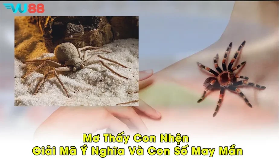 VU88 Mơ Thấy Con Nhện - Giải Mã Ý Nghĩa Và Con Số May Mắn