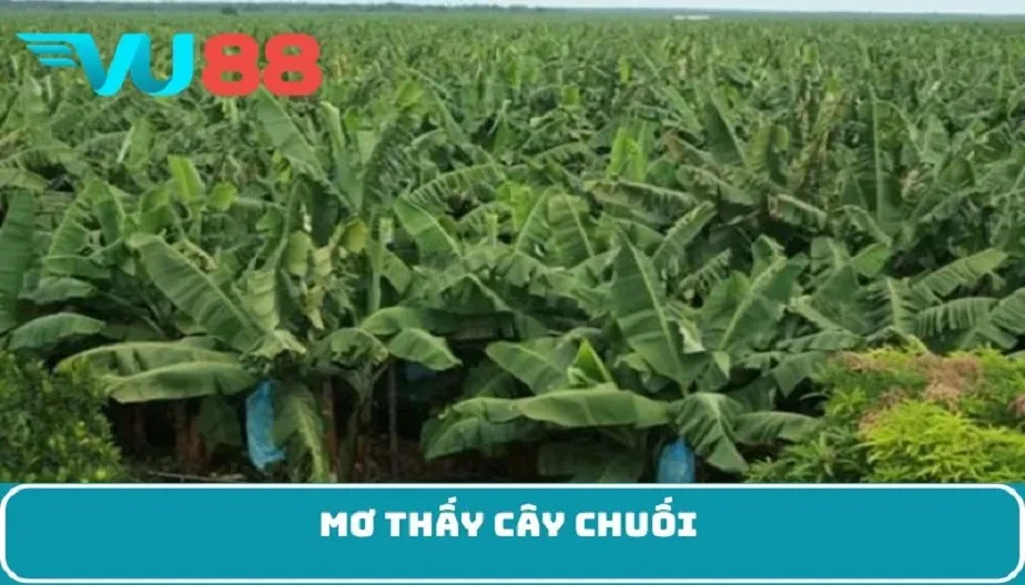 VU88 Mơ Thấy Cây Chuối - Giải Mã Bí Ẩn Và Bật Mí Con Số Đặc Biệt