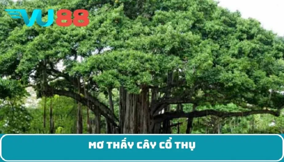 VU88 Mơ Thấy Cây Cổ Thụ – Điềm Báo, Biểu Tượng Và Con Số May Mắn